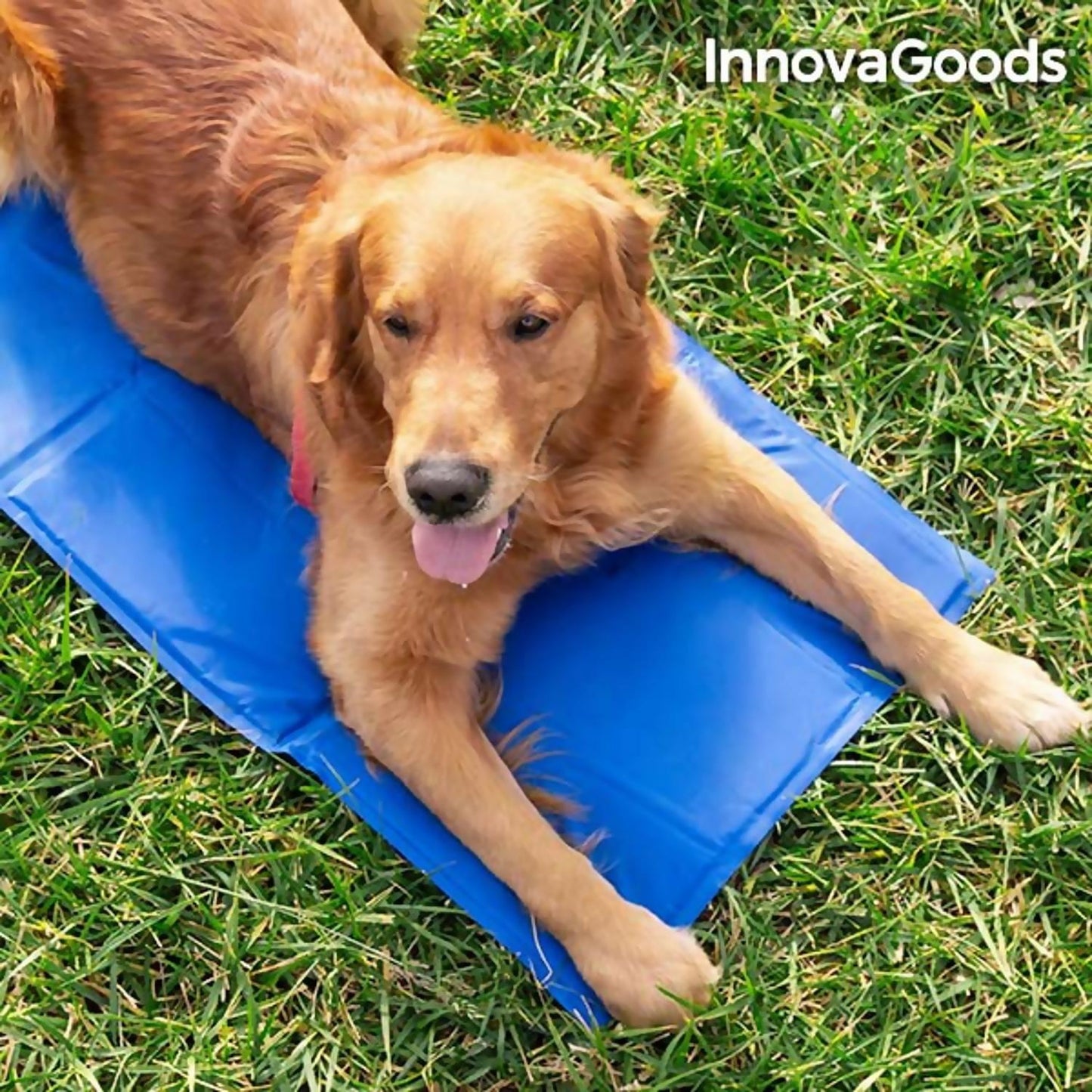 Soothe Your Pet With Cooling Gel For Relaxation And Comfort