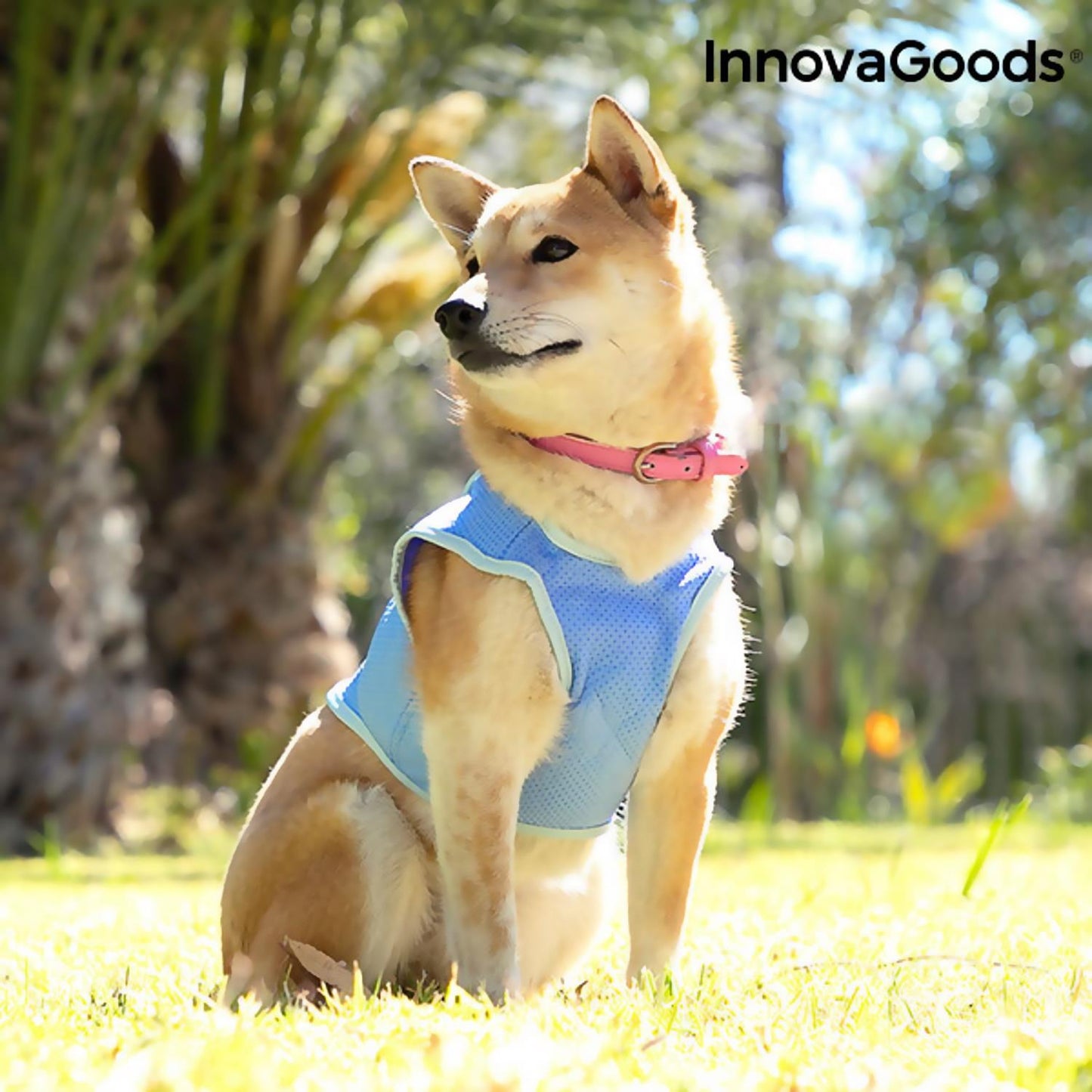 Keep Your Dog Cool With Reflective Pet Cooling Vest