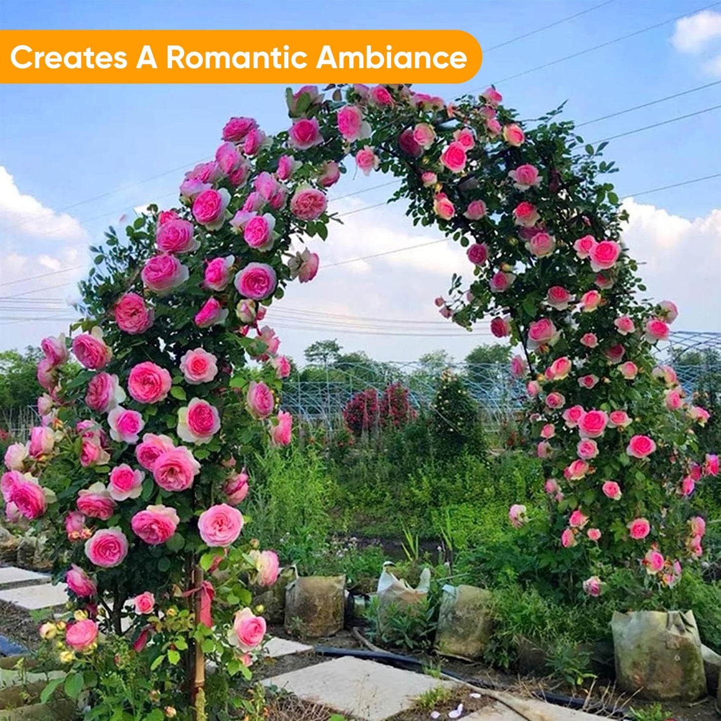Garden Wedding Rose Archway 2.4m Climbing Plant Arch