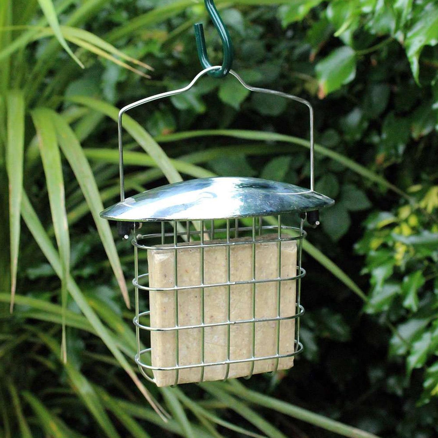 Attract Beautiful Birds with Bird Nut Feeder Feeders