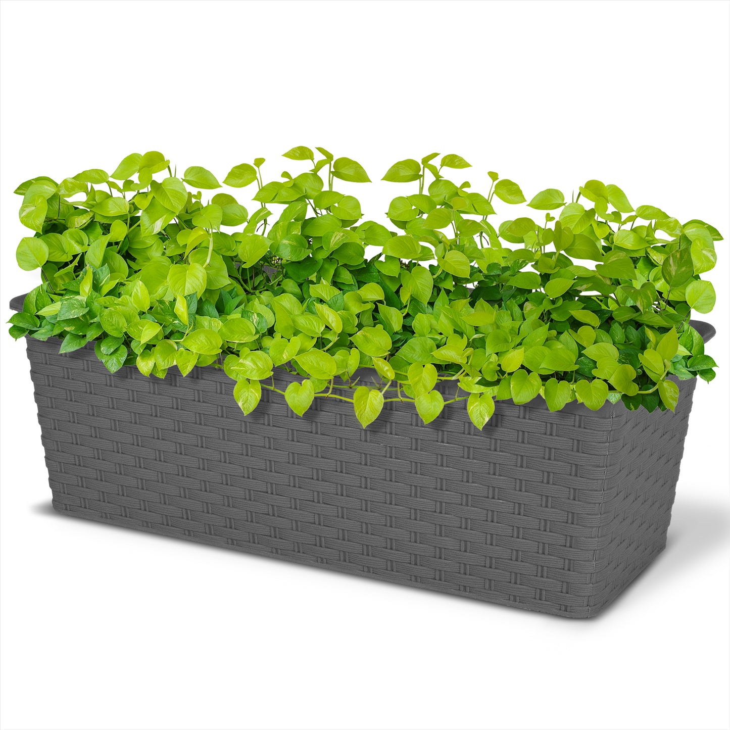 Add Charm to Your Garden with a Rattan Planter