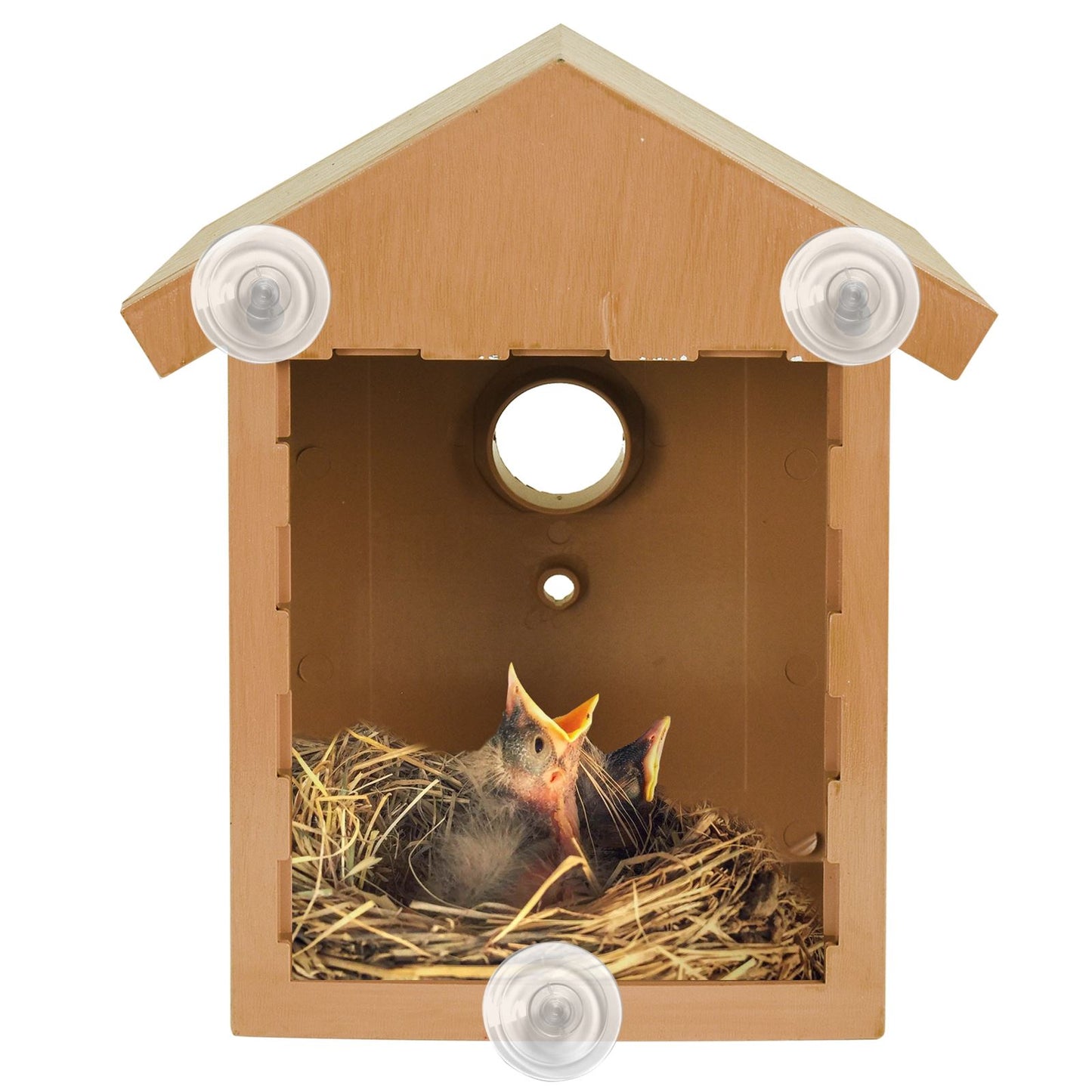 Attract Beautiful Birds with Bird Nut Feeder Feeders