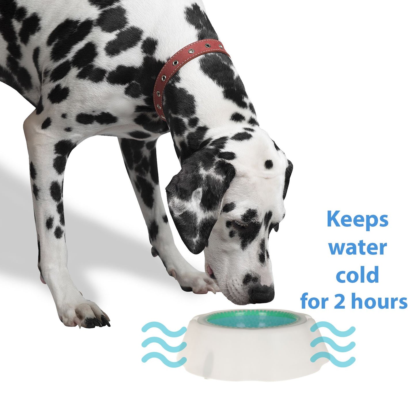 Durable And Hygienic Pet Dog Puppy Drinking Bowl